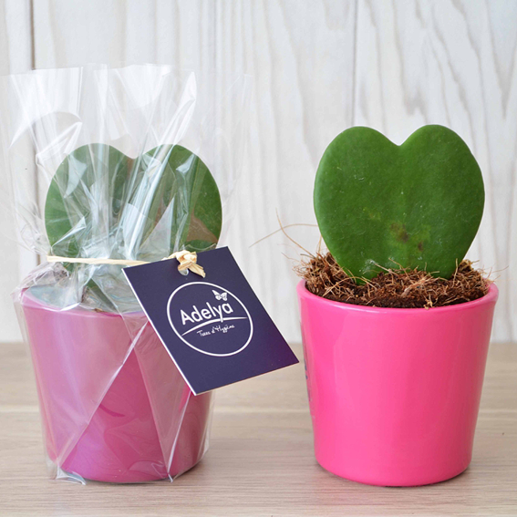 plante publicitaire goodie plantes personnalisables objet promotionnel