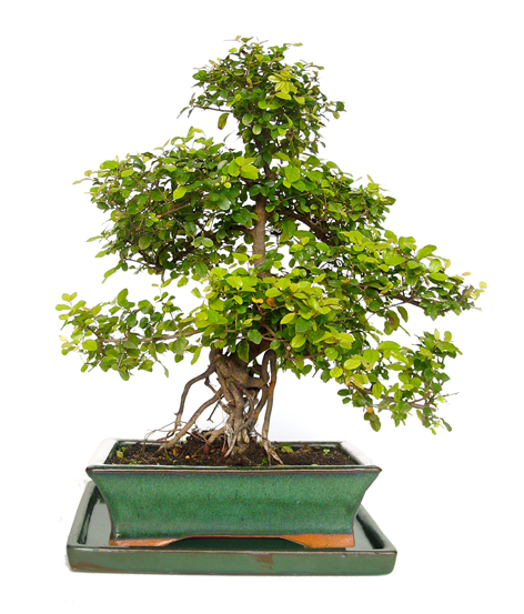 bonsai interieur publicitaire 5 ans 8