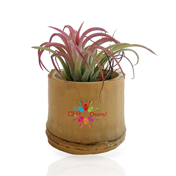 Plante publicitaire personnalisable goodie plantes personnalisables objet promotionnel