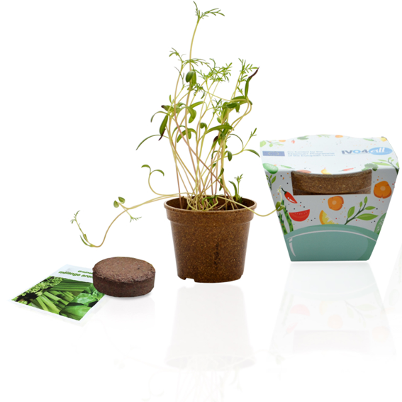 plante publicitaire goodie plantes personnalisables objet publicitaire promotionnel